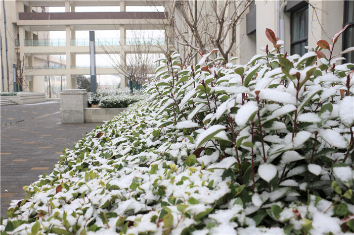 被雪装点的校园