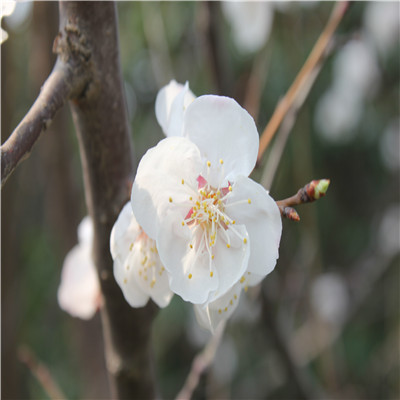 杏树